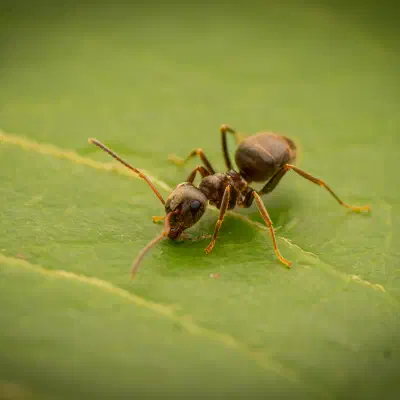 Brown Tree Ant