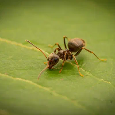 Lasius brunneus