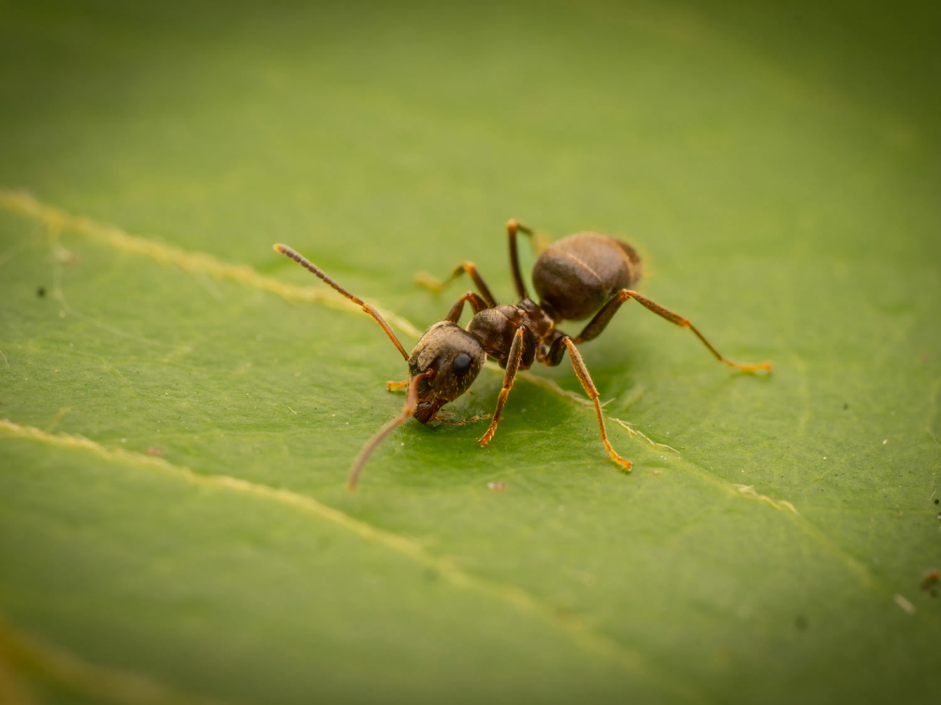 Lasius brunneus