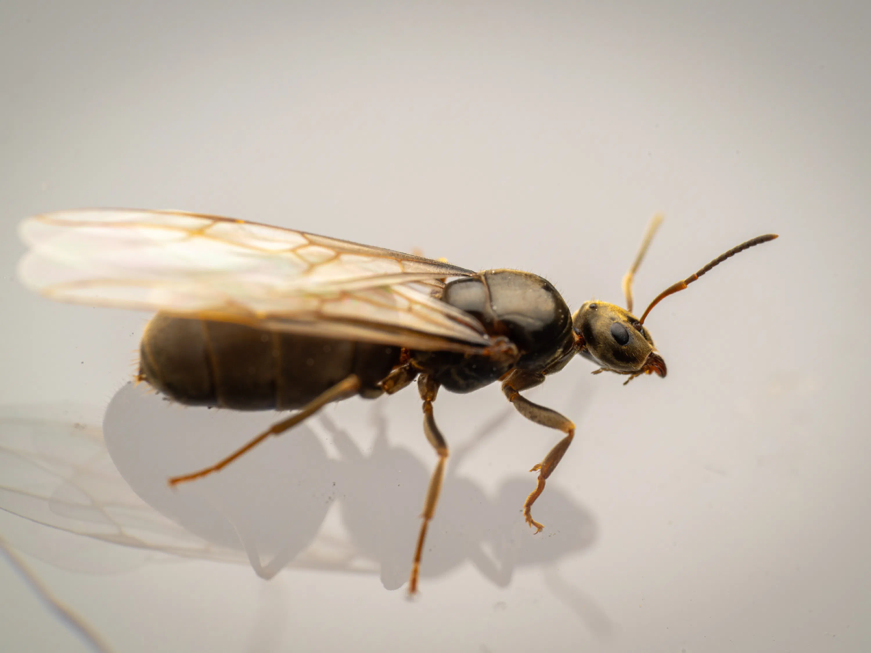 Lasius brunneus