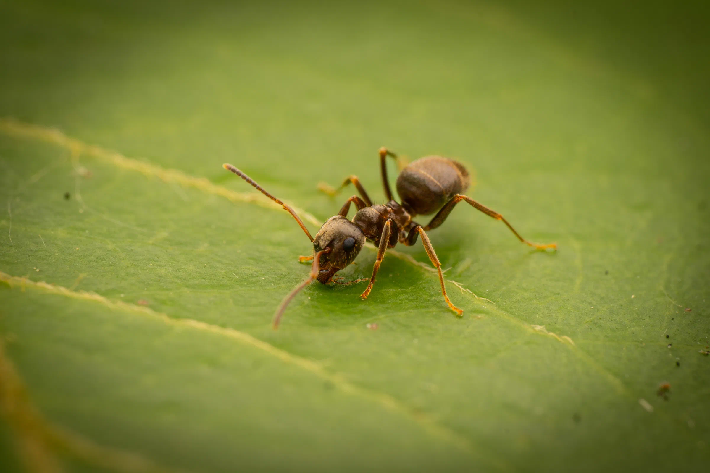 Lasius brunneus