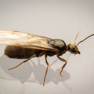 Braune Wegameise