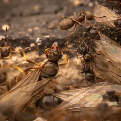 Brown Tree Ant