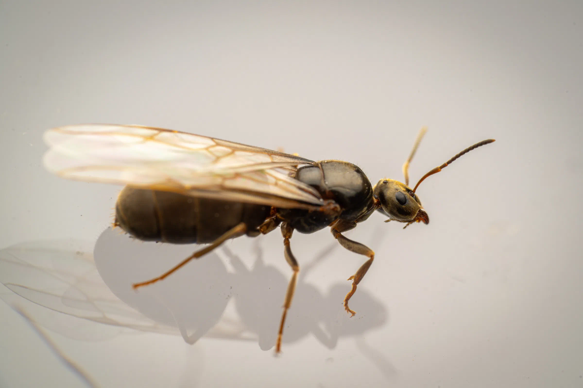 Braune Wegameise