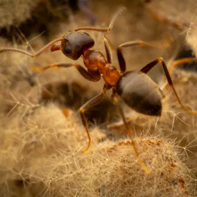 Brown Tree Ant