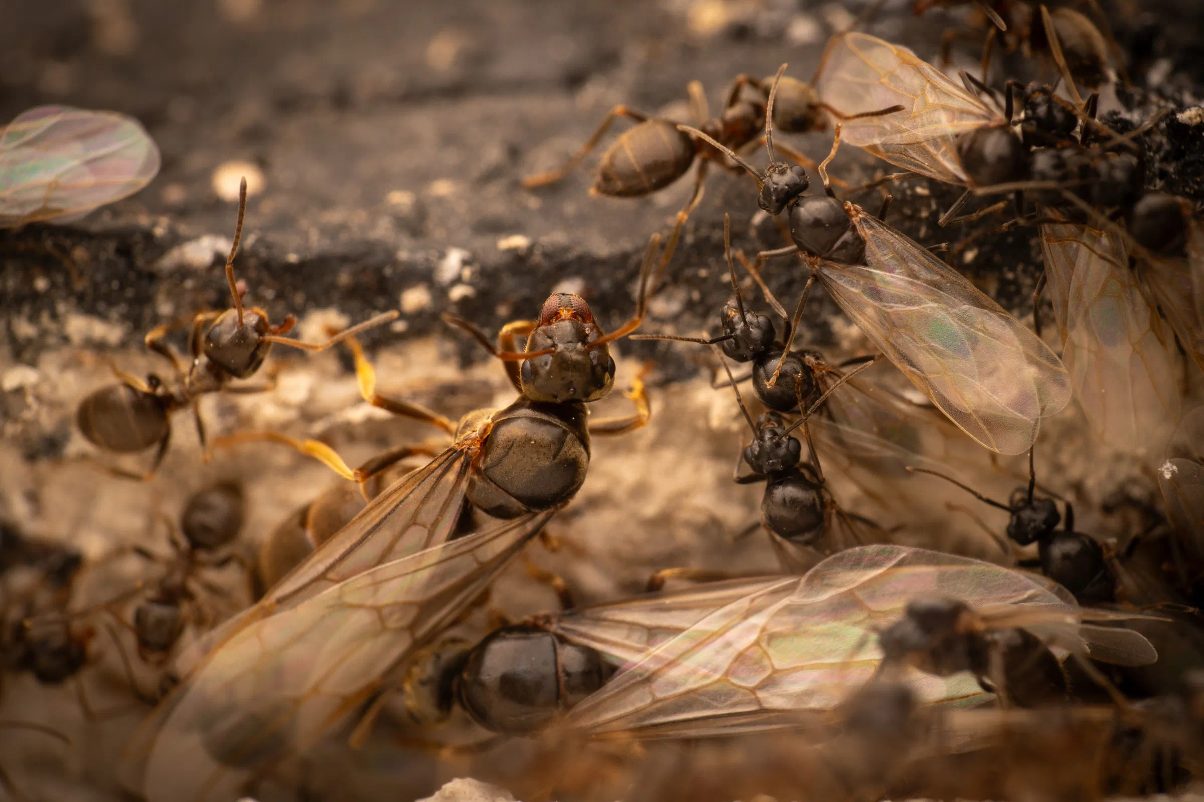 Lasius brunneus