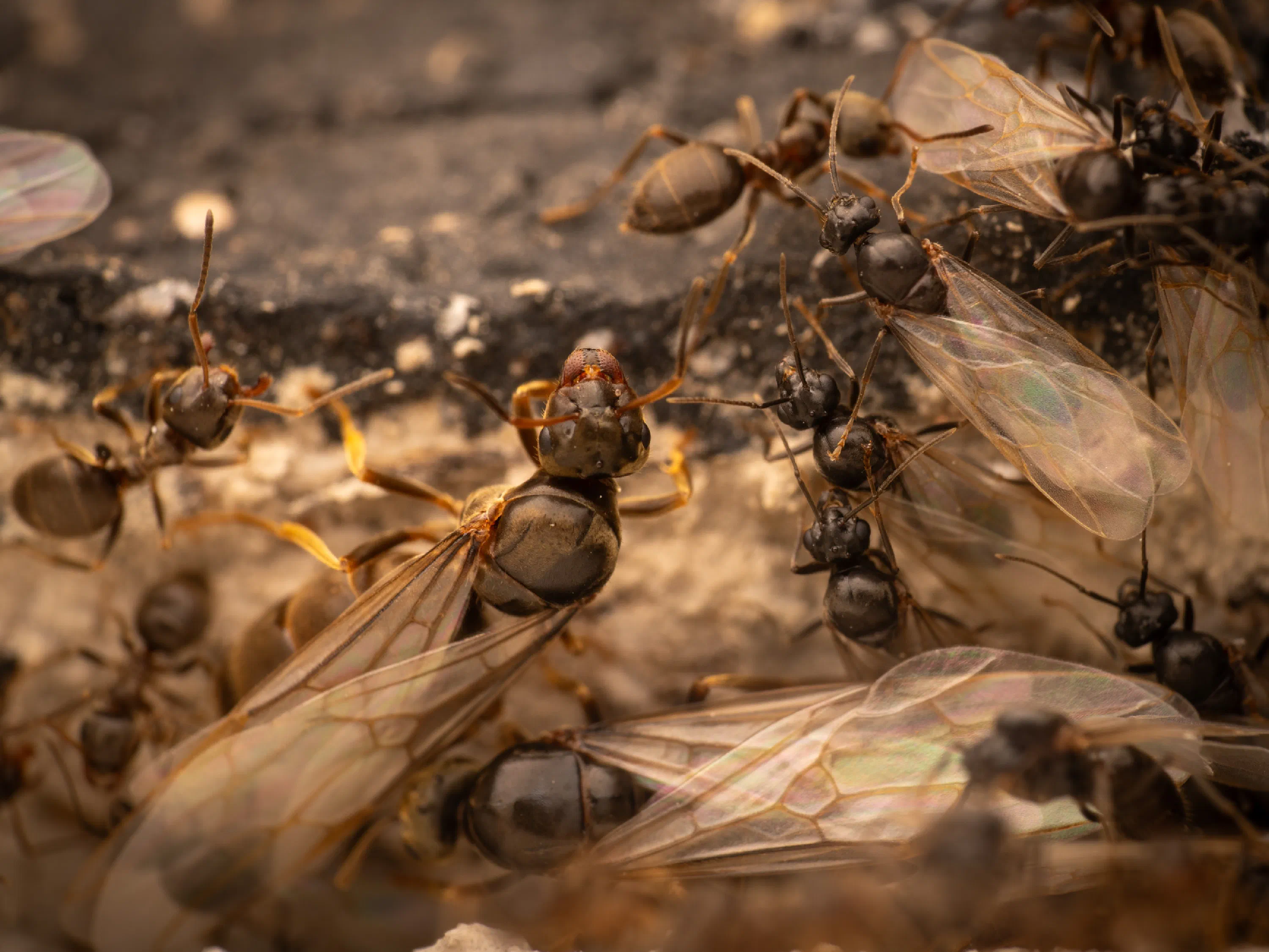 Lasius brunneus