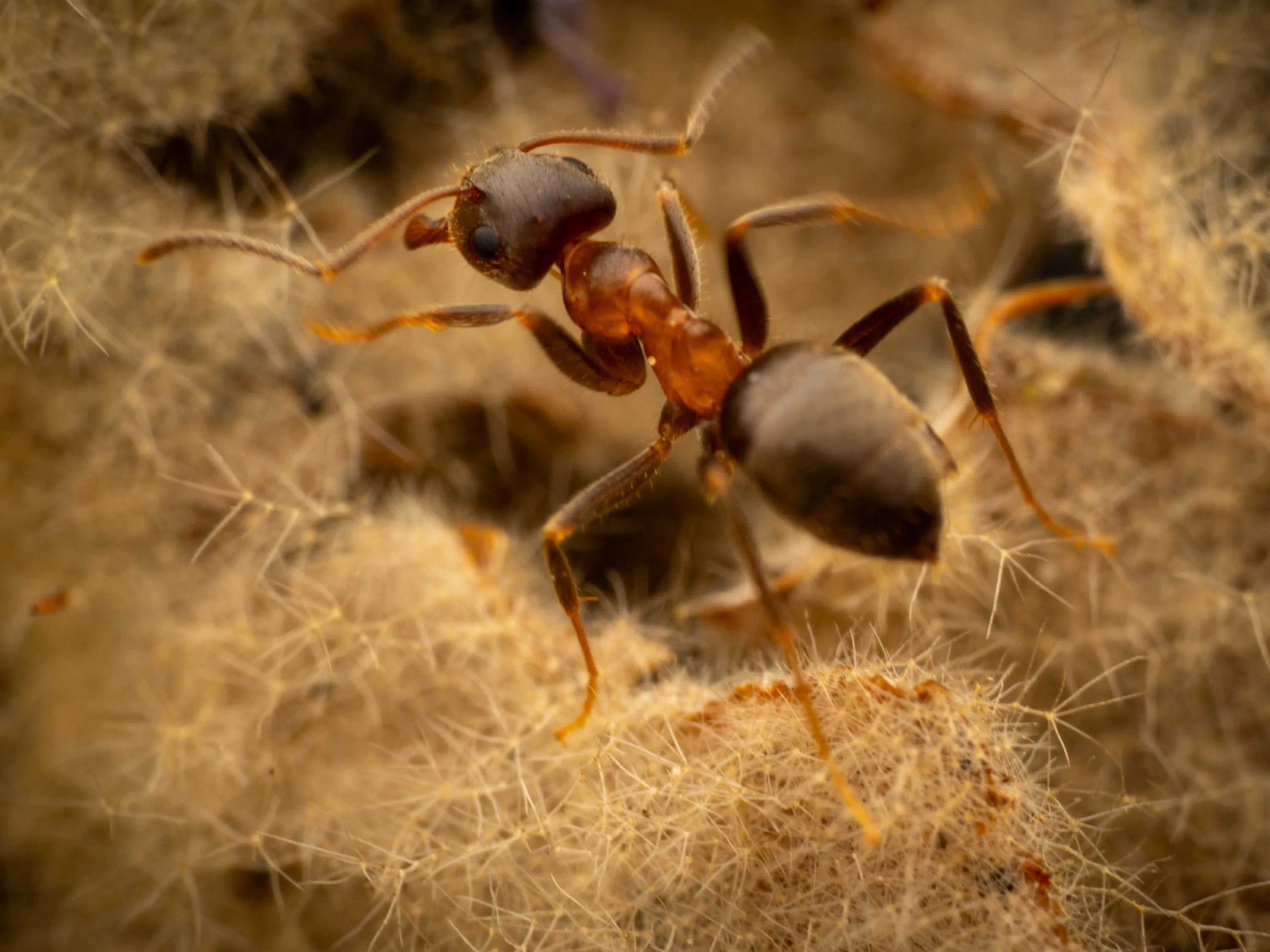 Lasius brunneus