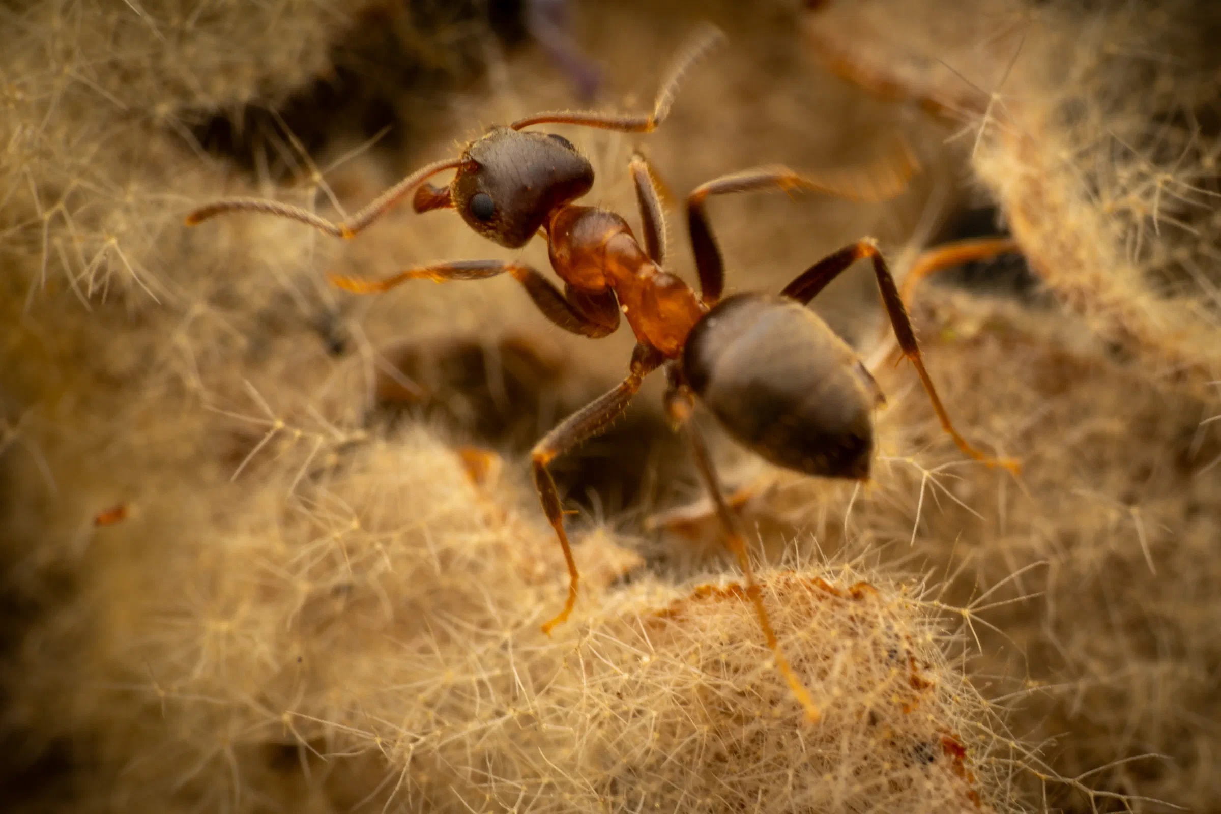 Lasius brunneus