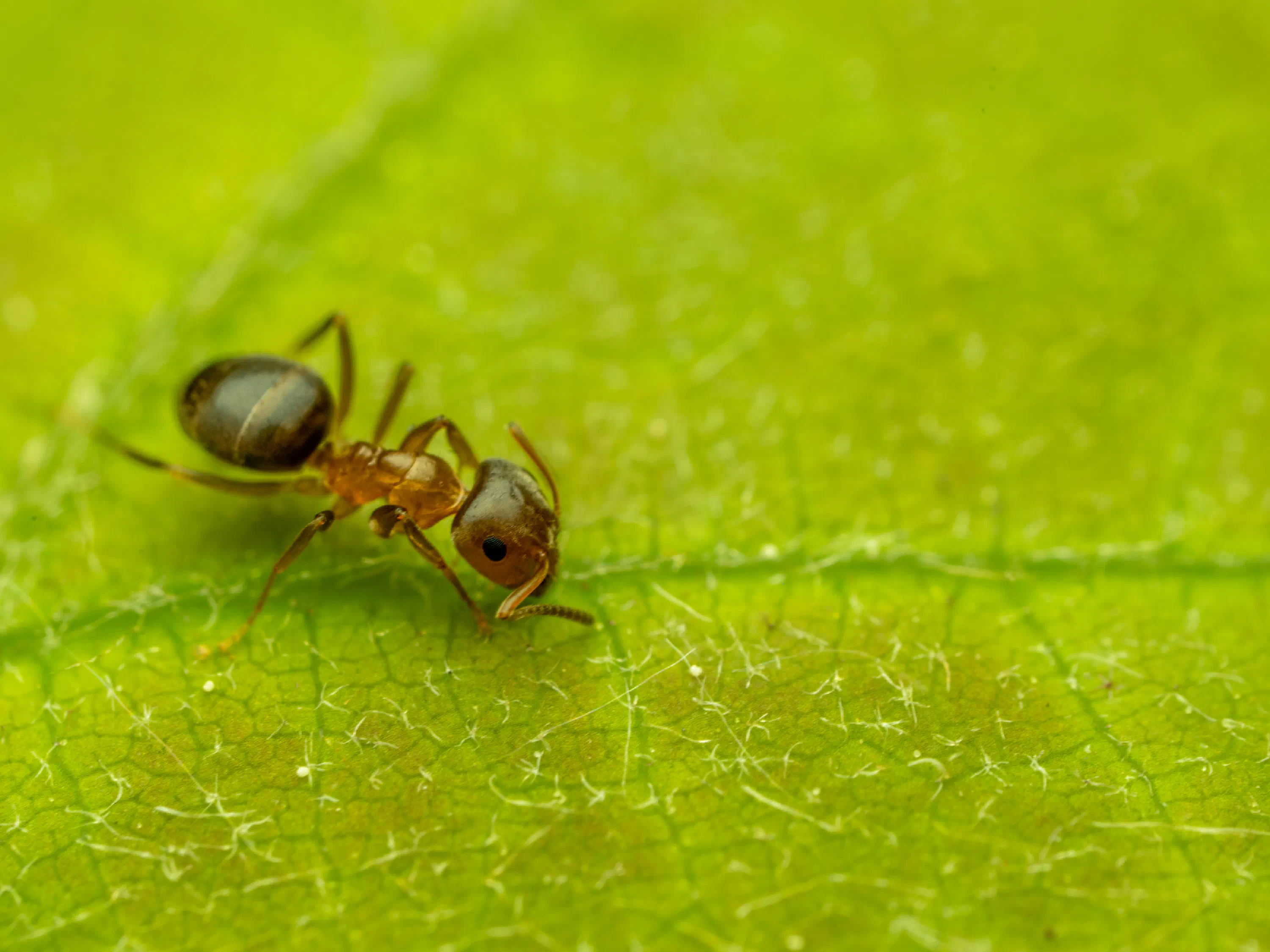 Lasius brunneus