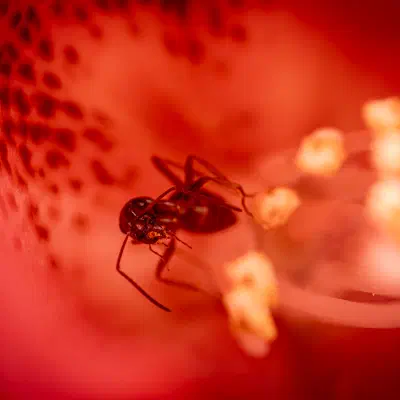 Hormigas olorosas