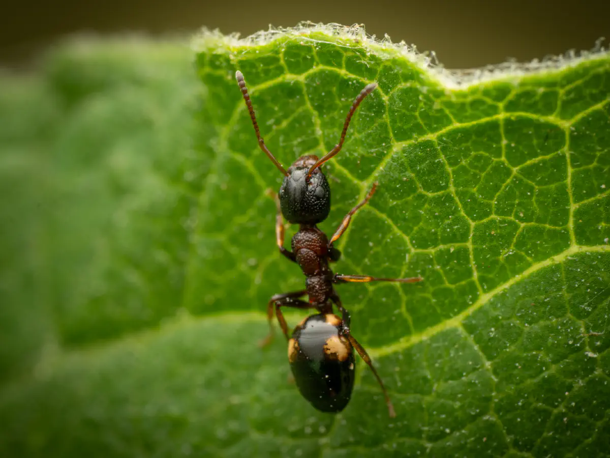 Four-Spotted Odorous Ant