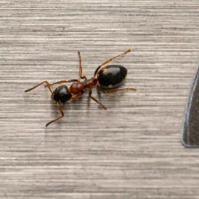 Dolichoderus quadripunctatus