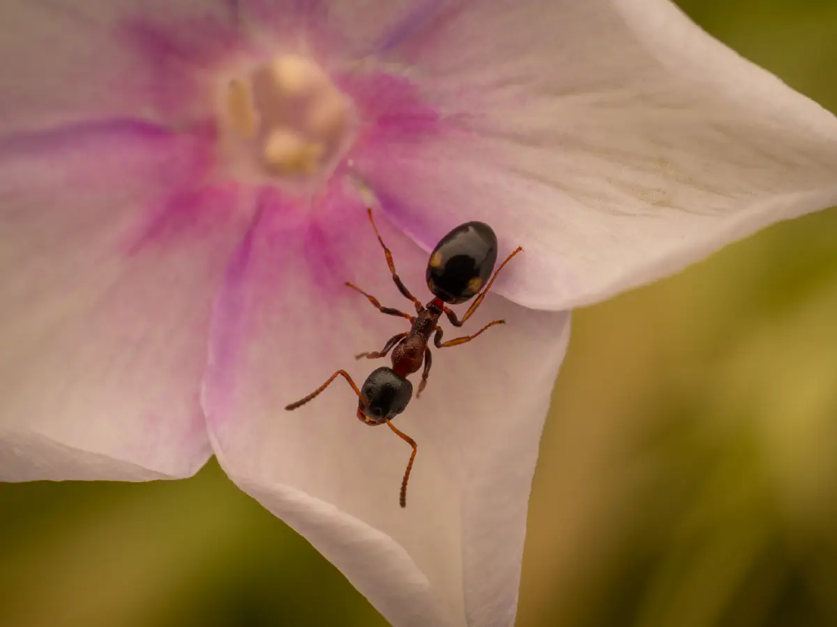 Fourmi quadriponctuée