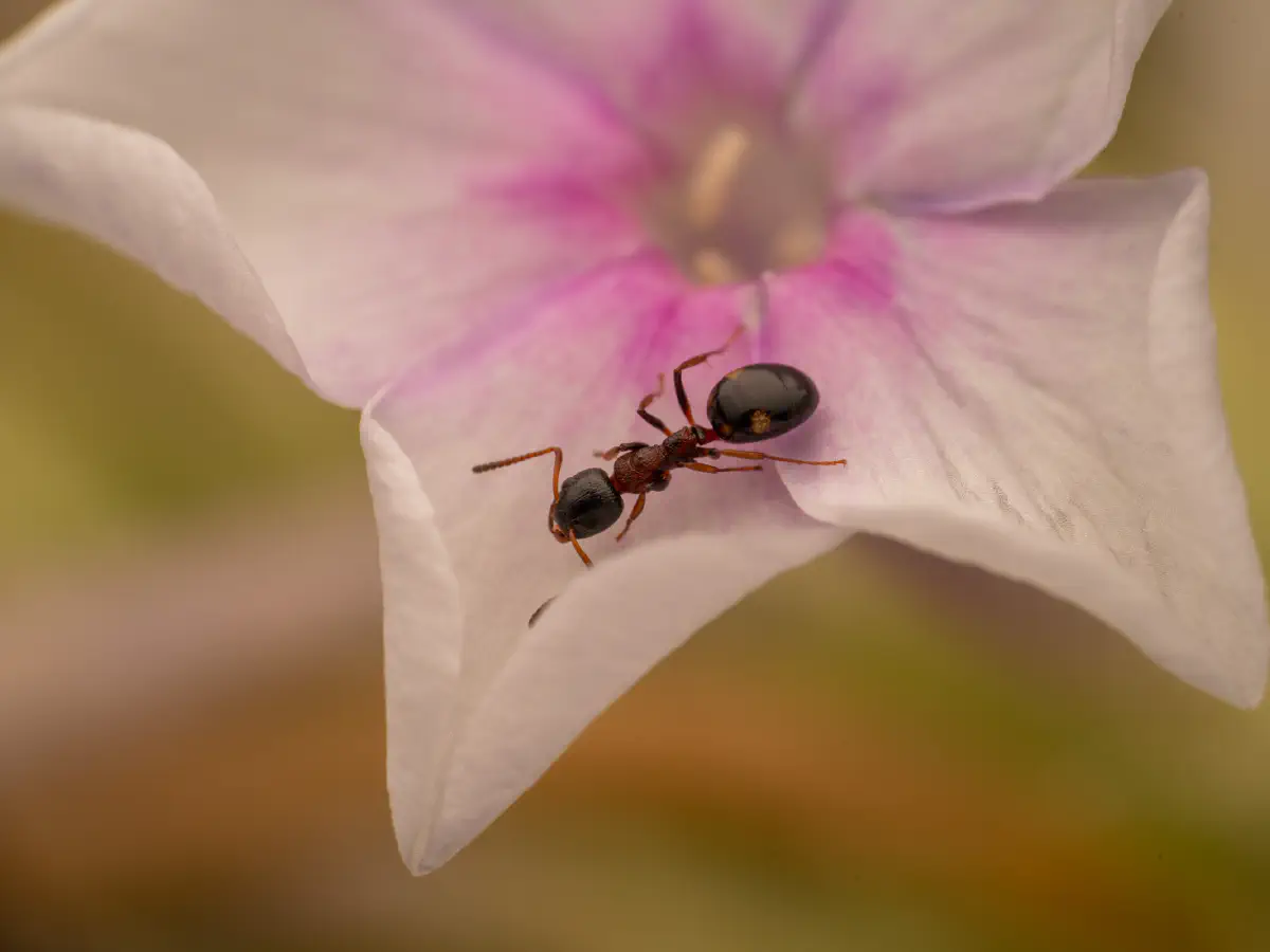 Fourmi quadriponctuée