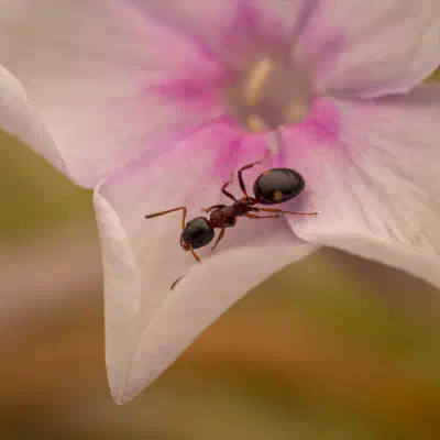 Fourmi quadriponctuée