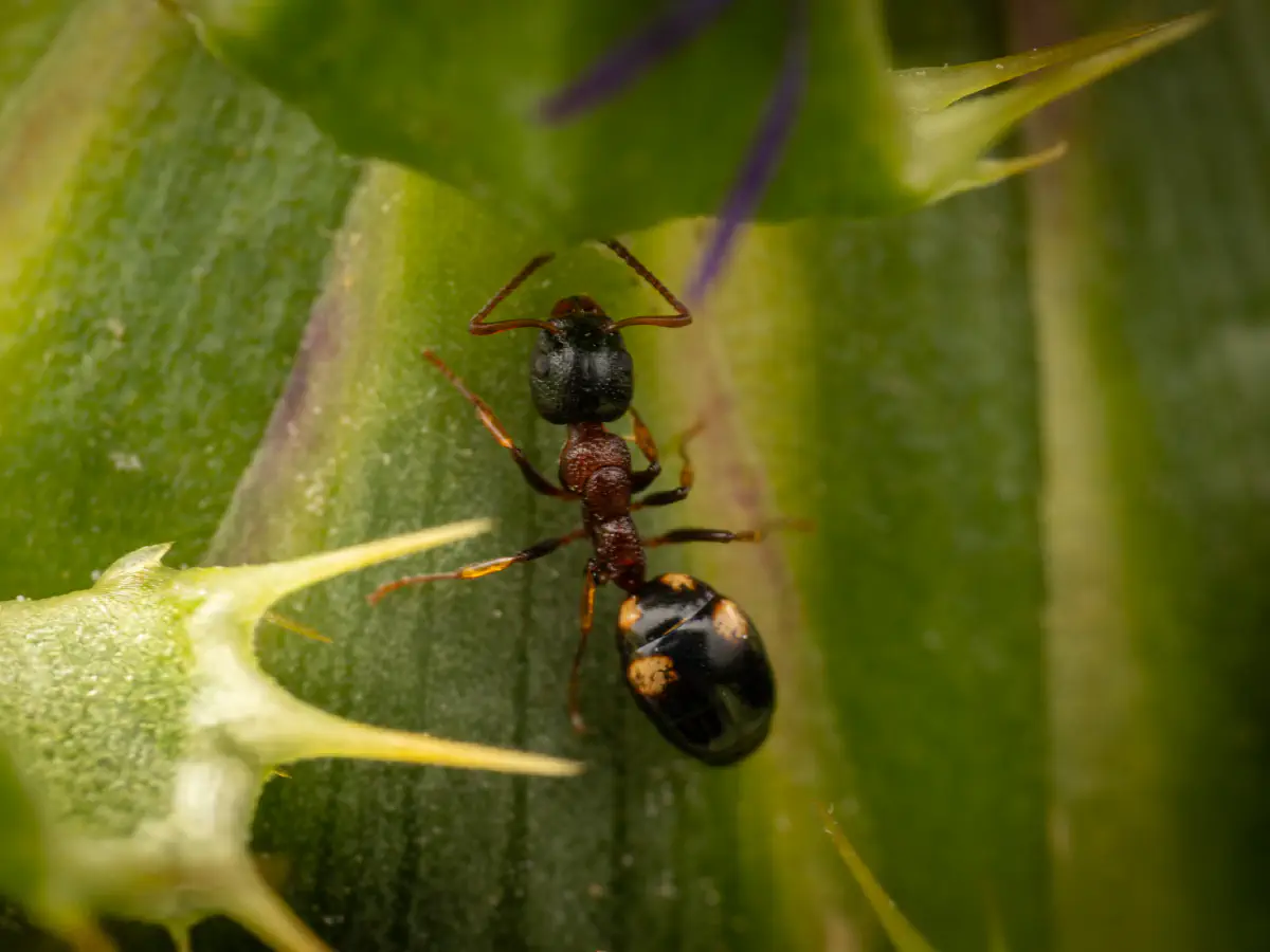 Fourmi quadriponctuée