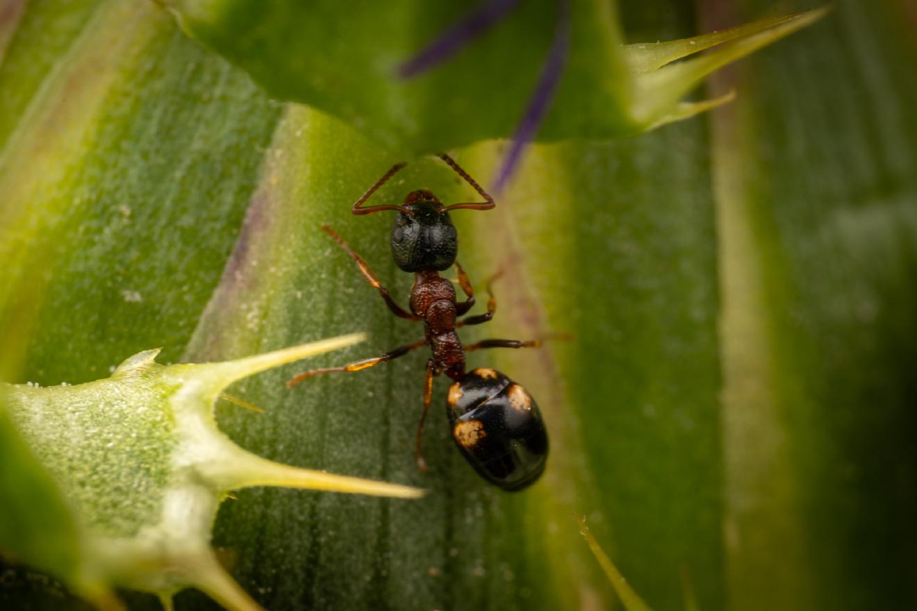 Dolichoderus quadripunctatus – No. 4