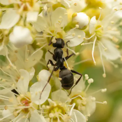 Ants