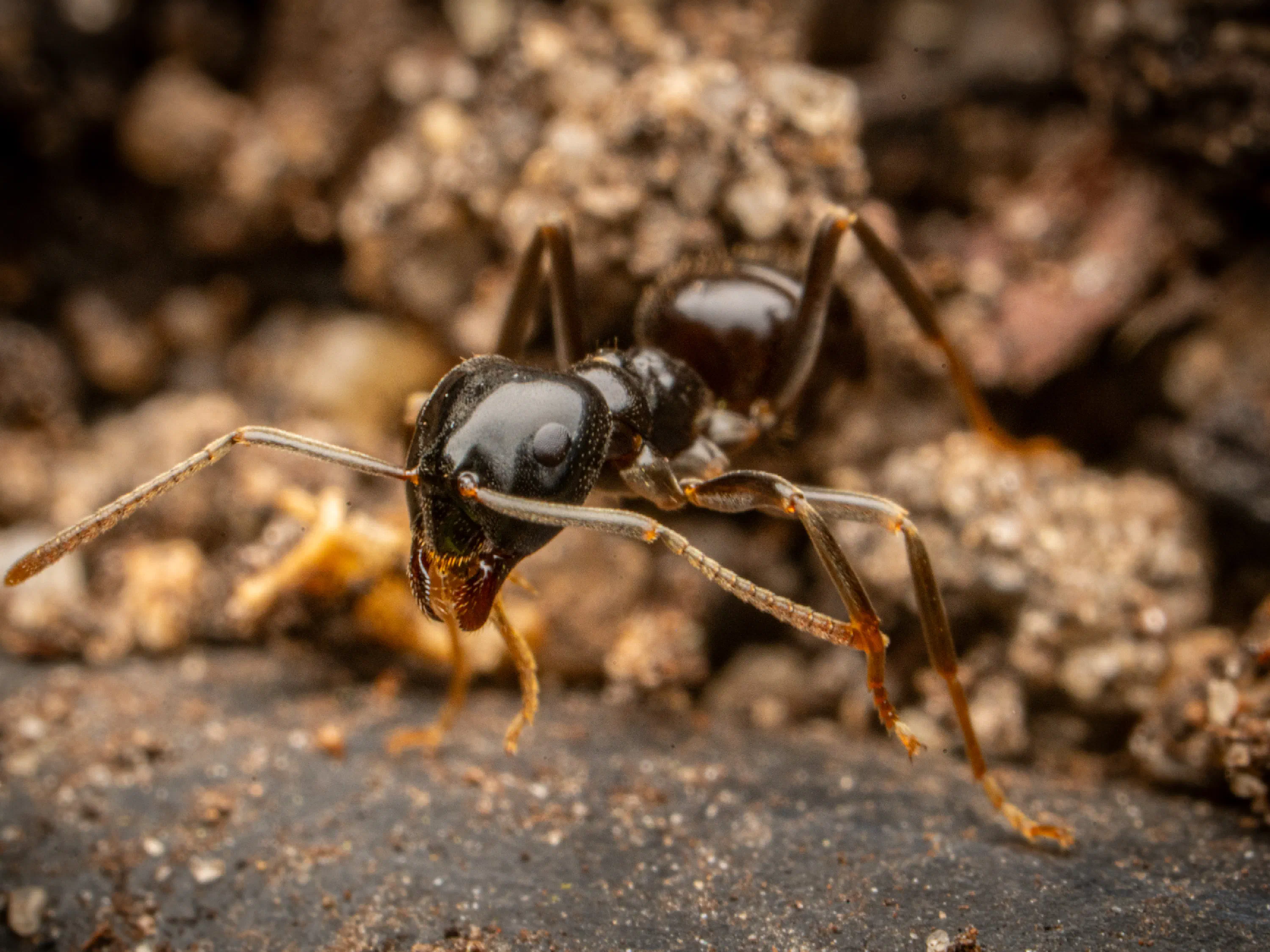 Lasius fuliginosus