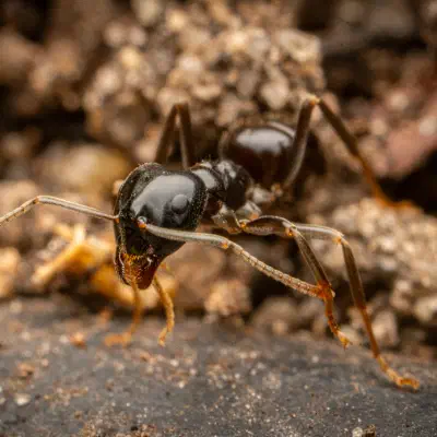Lasius fuliginosus