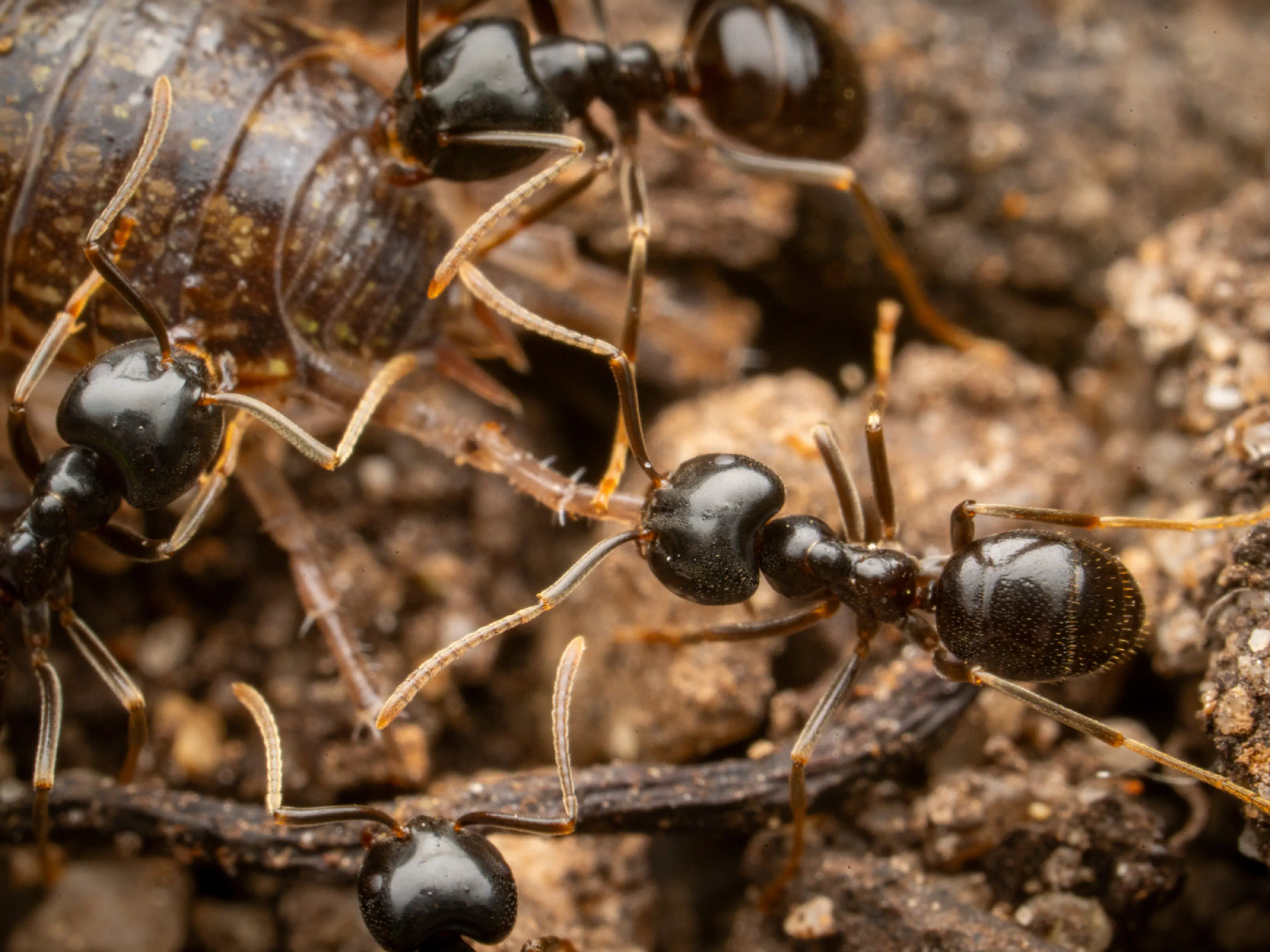 Lasius fuliginosus