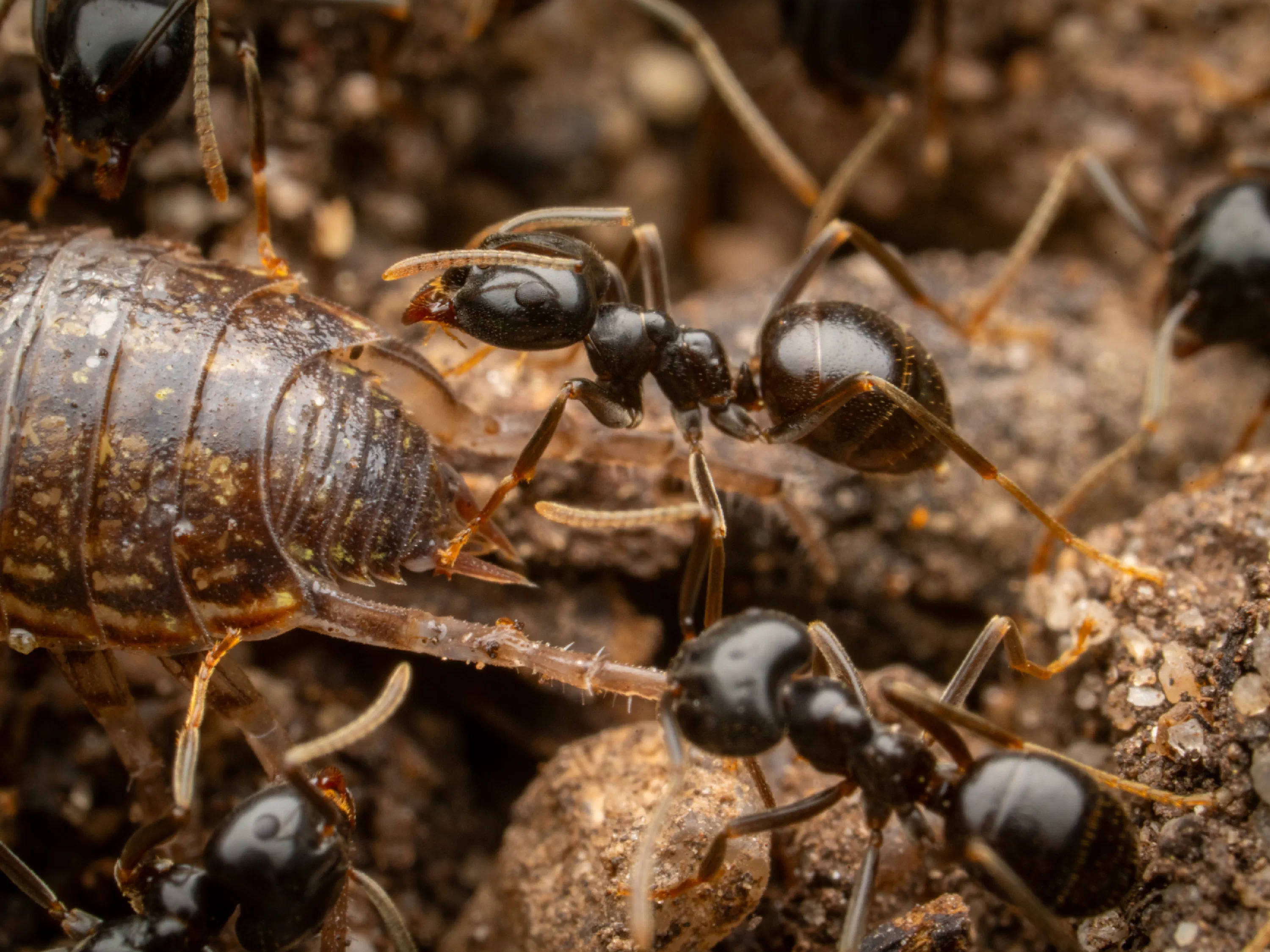 Lasius fuliginosus