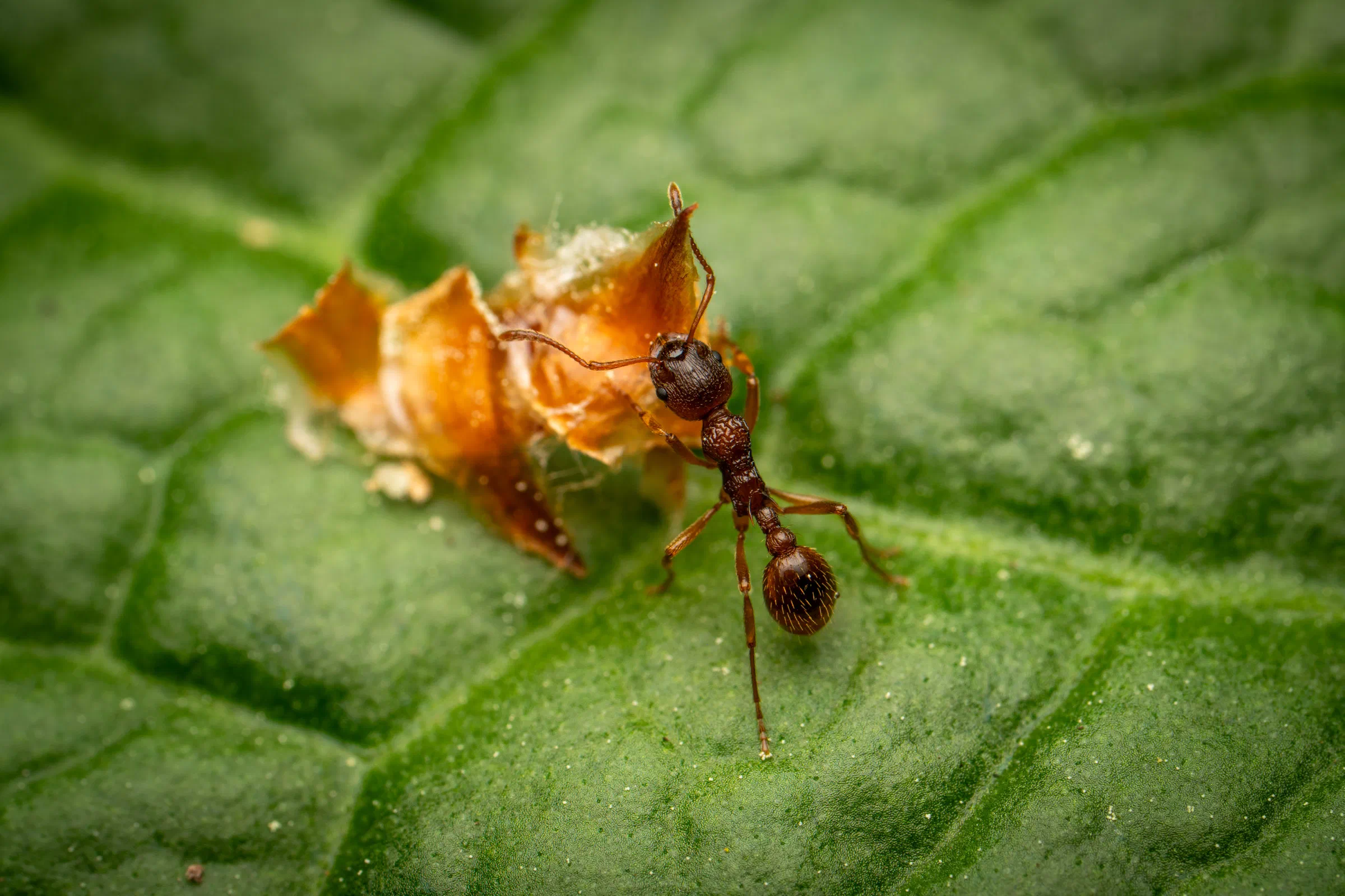 Myrmicinae – No. 1