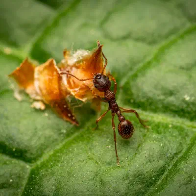 Myrmicinae