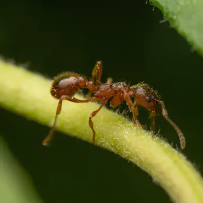 Myrmicine Ants