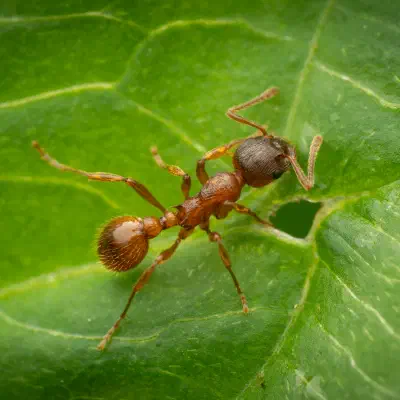 Fourmi rouge