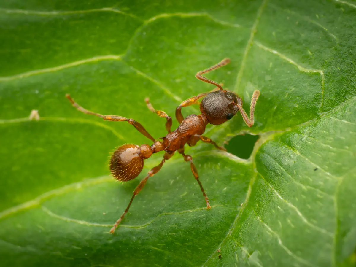 European fire ant