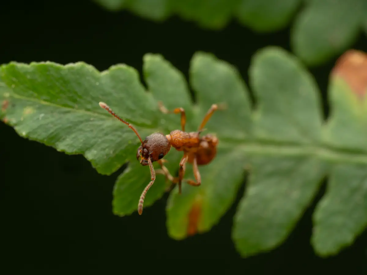 European fire ant