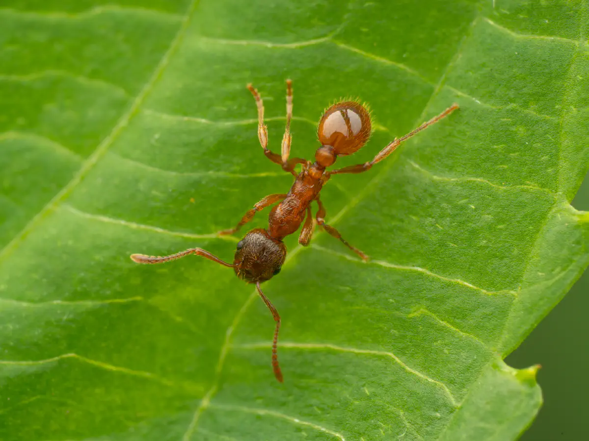 European fire ant