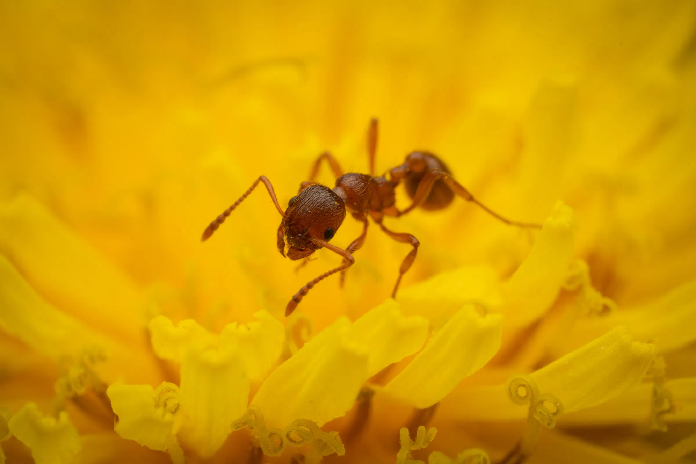 Myrmicinae – No. 2