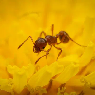 Myrmicinae