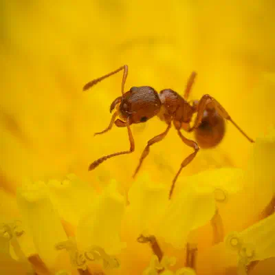 Myrmicinae