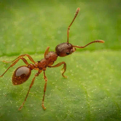 Myrmicine Ants