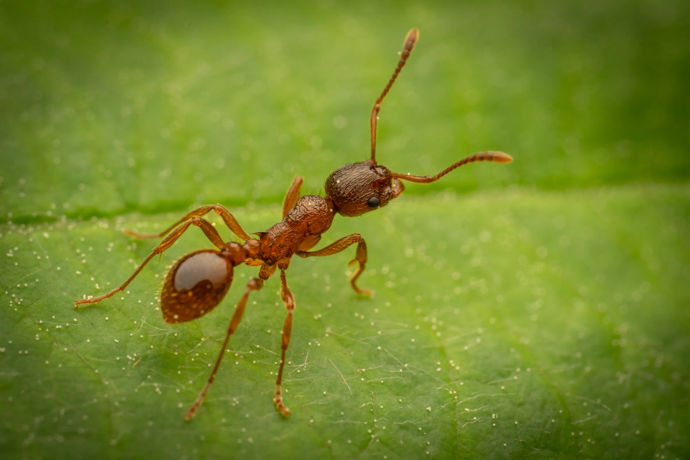 Myrmicinae – No. 4