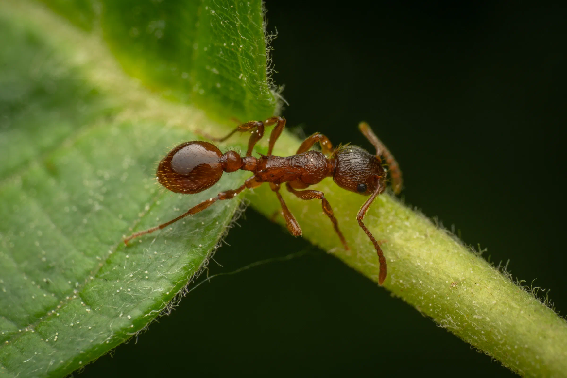 Myrmicinae – No. 5
