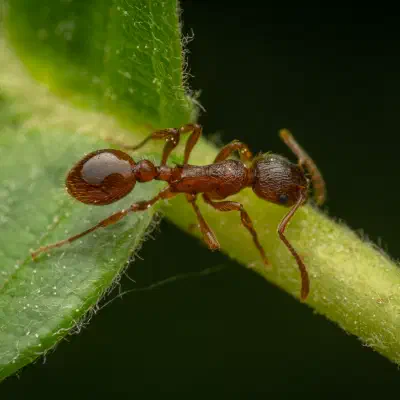 Myrmicinae