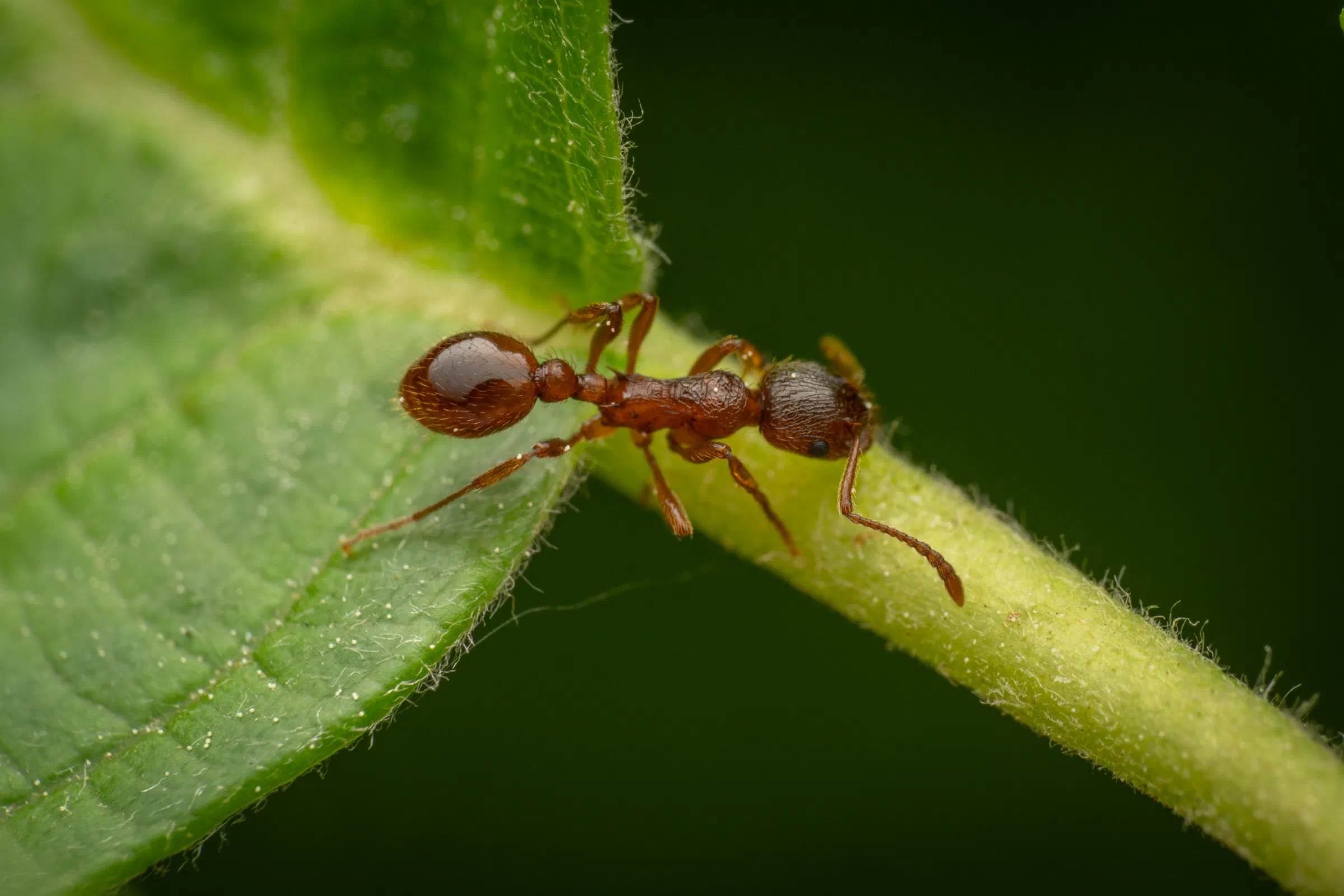 Myrmicinae – No. 6