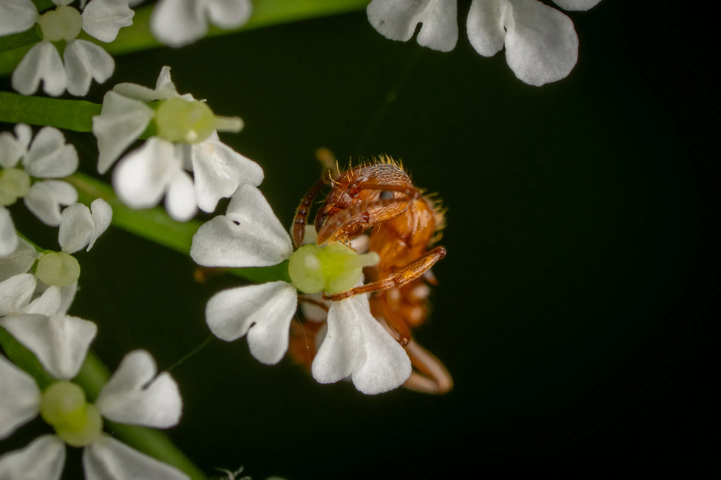 Myrmicinae – No. 7