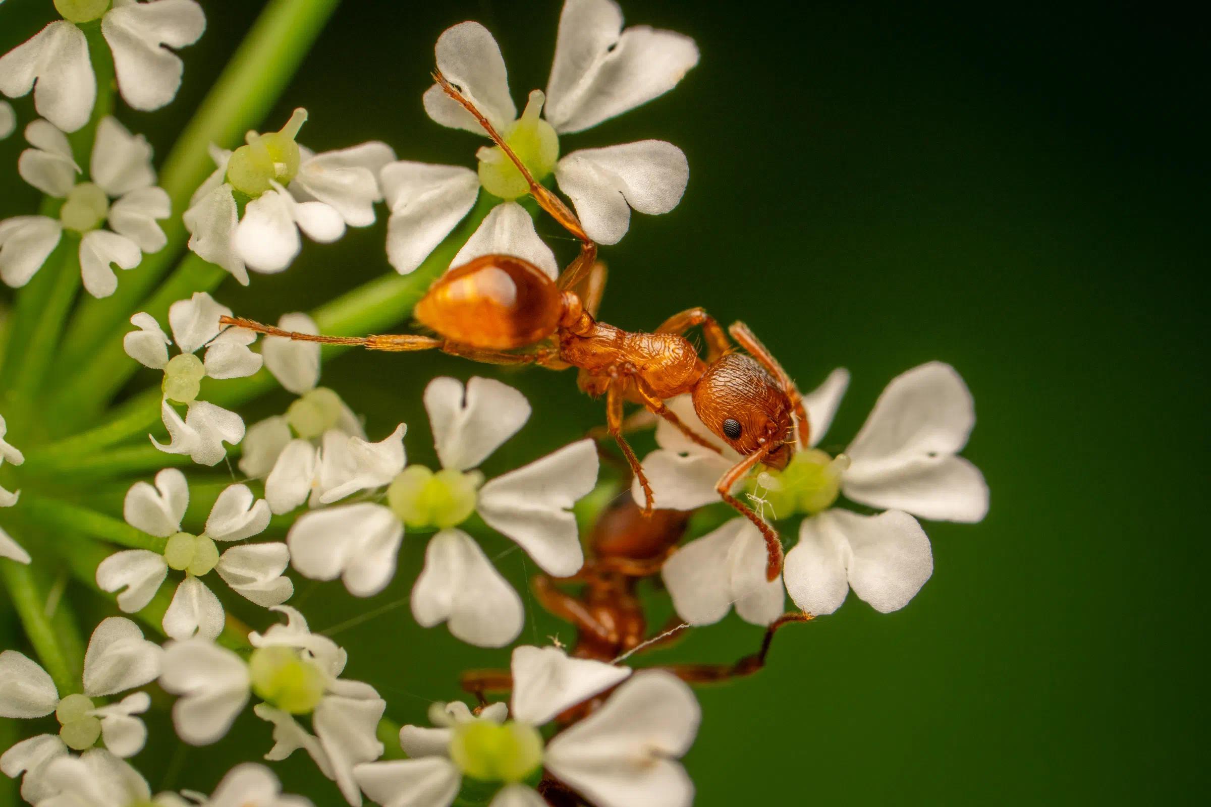 Myrmicinae – No. 8