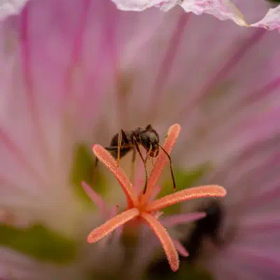 Black Garden Ant