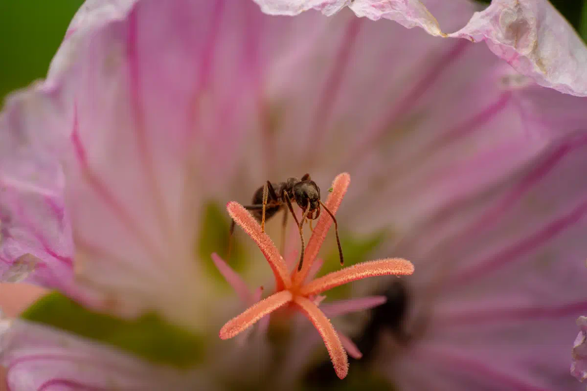 Hormiga Negra de Jardín
