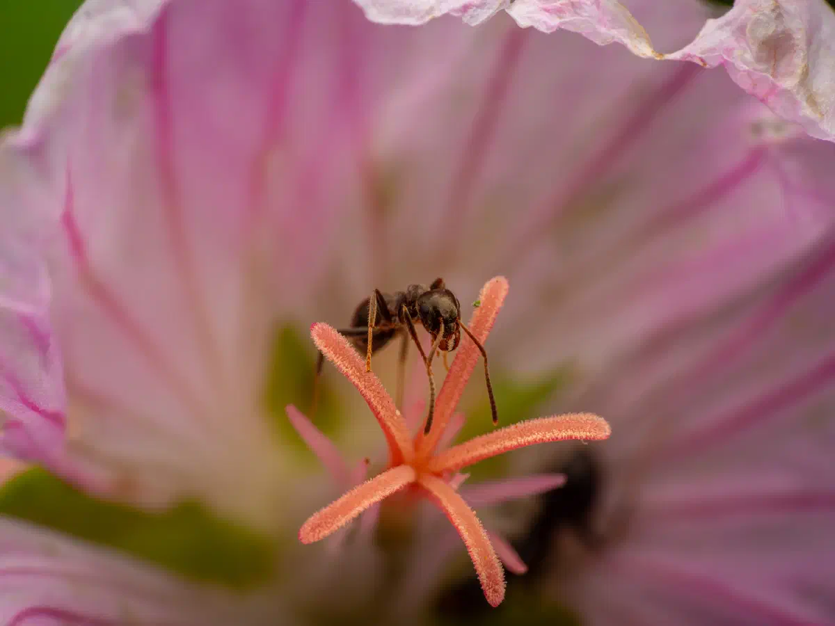 Hormiga Negra de Jardín