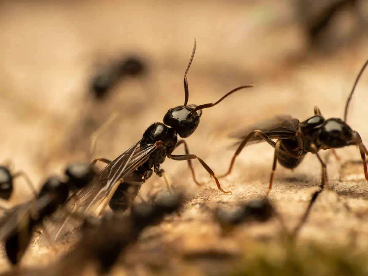 Hormiga Negra de Jardín