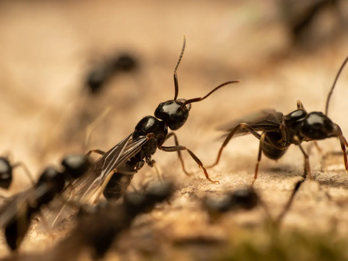 Fourmi noire des jardins