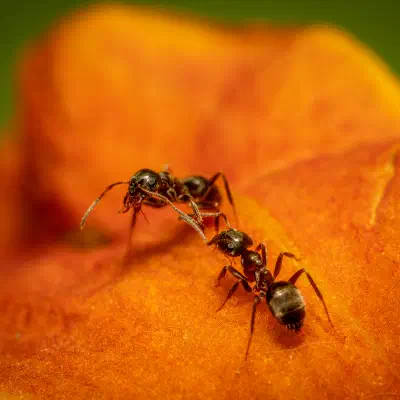 Black Garden Ant